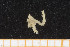  ( - UMBergen_MBOWA_ophiu84)  @11 [ ] CreativeCommons - Attribution Non-Commercial Share-Alike (2013) Natural History Collections, University of Bergen University of Bergen, Natural History Collections