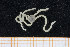  ( - UMBergen_MBOWA_ophiu86)  @11 [ ] CreativeCommons - Attribution Non-Commercial Share-Alike (2013) Natural History Collections, University of Bergen University of Bergen, Natural History Collections