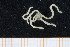  ( - UMBergen_MBOWA_ophiu86)  @11 [ ] CreativeCommons - Attribution Non-Commercial Share-Alike (2013) Natural History Collections, University of Bergen University of Bergen, Natural History Collections