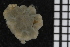  ( - ZMBN_84641)  @11 [ ] CreativeCommons - Attribution Non-Commercial Share-Alike (2014) University of Bergen University of Bergen, Natural History Collections