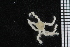  ( - ZMBN_84642)  @11 [ ] CreativeCommons - Attribution Non-Commercial Share-Alike (2014) University of Bergen University of Bergen, Natural History Collections