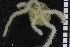  ( - ZMBN_84643)  @11 [ ] CreativeCommons - Attribution Non-Commercial Share-Alike (2014) University of Bergen University of Bergen, Natural History Collections