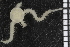  ( - ZMBN_84685)  @11 [ ] CreativeCommons - Attribution Non-Commercial Share-Alike (2014) University of Bergen University of Bergen, Natural History Collections