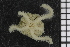  ( - ZMBN_84695)  @11 [ ] CreativeCommons - Attribution Non-Commercial Share-Alike (2014) University of Bergen University of Bergen, Natural History Collections