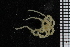  ( - ZMBN_84756)  @11 [ ] CreativeCommons - Attribution Non-Commercial Share-Alike (2014) University of Bergen University of Bergen, Natural History Collections
