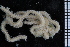  ( - ZMBN_85265)  @11 [ ] CreativeCommons - Attribution Non-Commercial Share-Alike (2014) University of Bergen University of Bergen, Natural History Collections