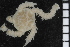  ( - ZMBN_85395)  @11 [ ] CreativeCommons - Attribution Non-Commercial Share-Alike (2014) University of Bergen University of Bergen, Natural History Collections