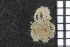  ( - ZMBN_85729)  @11 [ ] CreativeCommons - Attribution Non-Commercial Share-Alike (2014) University of Bergen University of Bergen, Natural History Collections