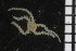  ( - ZMBN_86846)  @11 [ ] CreativeCommons - Attribution Non-Commercial Share-Alike (2014) University of Bergen University of Bergen, Natural History Collections