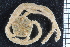  ( - ZMBN_99163)  @11 [ ] CreativeCommons - Attribution Non-Commercial Share-Alike (2014) University of Bergen University of Bergen, Natural History Collections