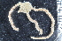  ( - ZMBN_99164)  @11 [ ] CreativeCommons - Attribution Non-Commercial Share-Alike (2014) University of Bergen University of Bergen, Natural History Collections