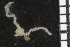  ( - ZMBN_99173)  @12 [ ] CreativeCommons - Attribution Non-Commercial Share-Alike (2014) University of Bergen University of Bergen, Natural History Collections