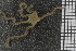  ( - ZMBN_99177)  @12 [ ] CreativeCommons - Attribution Non-Commercial Share-Alike (2014) University of Bergen University of Bergen, Natural History Collections