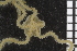  ( - ZMBN_99178)  @12 [ ] CreativeCommons - Attribution Non-Commercial Share-Alike (2014) University of Bergen University of Bergen, Natural History Collections