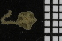  ( - ZMBN_99179)  @12 [ ] CreativeCommons - Attribution Non-Commercial Share-Alike (2014) University of Bergen University of Bergen, Natural History Collections