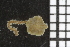 ( - ZMBN_99179)  @12 [ ] CreativeCommons - Attribution Non-Commercial Share-Alike (2014) University of Bergen University of Bergen, Natural History Collections