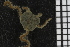  ( - ZMBN_99180)  @12 [ ] CreativeCommons - Attribution Non-Commercial Share-Alike (2014) University of Bergen University of Bergen, Natural History Collections