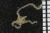  ( - ZMBN_99181)  @12 [ ] CreativeCommons - Attribution Non-Commercial Share-Alike (2014) University of Bergen University of Bergen, Natural History Collections