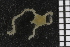  ( - ZMBN_99181)  @12 [ ] CreativeCommons - Attribution Non-Commercial Share-Alike (2014) University of Bergen University of Bergen, Natural History Collections
