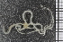  ( - ZMBN_99191)  @11 [ ] CreativeCommons - Attribution Non-Commercial Share-Alike (2014) University of Bergen University of Bergen, Natural History Collections