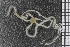  ( - ZMBN_99191)  @11 [ ] CreativeCommons - Attribution Non-Commercial Share-Alike (2014) University of Bergen University of Bergen, Natural History Collections