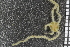  ( - ZMBN_99192)  @11 [ ] CreativeCommons - Attribution Non-Commercial Share-Alike (2014) University of Bergen University of Bergen, Natural History Collections