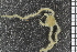  ( - ZMBN_99192)  @11 [ ] CreativeCommons - Attribution Non-Commercial Share-Alike (2014) University of Bergen University of Bergen, Natural History Collections