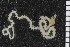  ( - ZMBN_99193)  @12 [ ] CreativeCommons - Attribution Non-Commercial Share-Alike (2014) University of Bergen University of Bergen, Natural History Collections