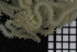  ( - ZMBN_99194)  @12 [ ] CreativeCommons - Attribution Non-Commercial Share-Alike (2014) University of Bergen University of Bergen, Natural History Collections