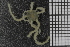  ( - ZMBN_99196)  @11 [ ] CreativeCommons - Attribution Non-Commercial Share-Alike (2014) University of Bergen University of Bergen, Natural History Collections