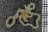  ( - ZMBN_99200)  @13 [ ] CreativeCommons - Attribution Non-Commercial Share-Alike (2014) University of Bergen University of Bergen, Natural History Collections