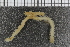  ( - ZMBN_99206)  @12 [ ] CreativeCommons - Attribution Non-Commercial Share-Alike (2014) University of Bergen University of Bergen, Natural History Collections