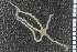  ( - ZMBN_99207)  @13 [ ] CreativeCommons - Attribution Non-Commercial Share-Alike (2014) University of Bergen University of Bergen, Natural History Collections