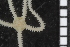  ( - ZMBN_99207)  @12 [ ] CreativeCommons - Attribution Non-Commercial Share-Alike (2014) University of Bergen University of Bergen, Natural History Collections