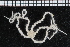 ( - ZMBN_99208)  @11 [ ] CreativeCommons - Attribution Non-Commercial Share-Alike (2014) University of Bergen University of Bergen, Natural History Collections