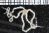  ( - ZMBN_99208)  @11 [ ] CreativeCommons - Attribution Non-Commercial Share-Alike (2014) University of Bergen University of Bergen, Natural History Collections