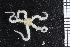  (Ophiactis luetkeni - ZMBN_99228)  @14 [ ] CreativeCommons - Attribution Non-Commercial Share-Alike (2014) University of Bergen University of Bergen, Natural History Collections