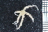  ( - ZMBN_99229)  @11 [ ] CreativeCommons - Attribution Non-Commercial Share-Alike (2014) University of Bergen University of Bergen, Natural History Collections