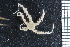  ( - ZMBN_99229)  @11 [ ] CreativeCommons - Attribution Non-Commercial Share-Alike (2014) University of Bergen University of Bergen, Natural History Collections