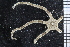 ( - ZMBN_99230)  @12 [ ] CreativeCommons - Attribution Non-Commercial Share-Alike (2014) University of Bergen University of Bergen, Natural History Collections