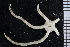  ( - ZMBN_99230)  @13 [ ] CreativeCommons - Attribution Non-Commercial Share-Alike (2014) University of Bergen University of Bergen, Natural History Collections