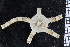  ( - ZMBN_99232)  @12 [ ] CreativeCommons - Attribution Non-Commercial Share-Alike (2014) University of Bergen University of Bergen, Natural History Collections