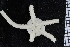  ( - ZMBN_99232)  @12 [ ] CreativeCommons - Attribution Non-Commercial Share-Alike (2014) University of Bergen University of Bergen, Natural History Collections