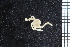  ( - ZMBN_99238)  @11 [ ] CreativeCommons - Attribution Non-Commercial Share-Alike (2014) University of Bergen University of Bergen, Natural History Collections