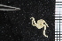  ( - ZMBN_99238)  @11 [ ] CreativeCommons - Attribution Non-Commercial Share-Alike (2014) University of Bergen University of Bergen, Natural History Collections