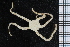  ( - ZMBN_99239)  @11 [ ] CreativeCommons - Attribution Non-Commercial Share-Alike (2014) University of Bergen University of Bergen, Natural History Collections