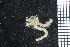  ( - ZMBN_99241)  @11 [ ] CreativeCommons - Attribution Non-Commercial Share-Alike (2014) University of Bergen University of Bergen, Natural History Collections