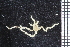  ( - ZMBN_99254)  @11 [ ] CreativeCommons - Attribution Non-Commercial Share-Alike (2014) University of Bergen University of Bergen, Natural History Collections