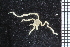  ( - ZMBN_99254)  @11 [ ] CreativeCommons - Attribution Non-Commercial Share-Alike (2014) University of Bergen University of Bergen, Natural History Collections