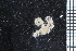 (Ophiothrix cf. nociva - ZMBN_99255)  @11 [ ] CreativeCommons - Attribution Non-Commercial Share-Alike (2014) University of Bergen University of Bergen, Natural History Collections
